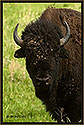 Bison 6795 Thumbnail